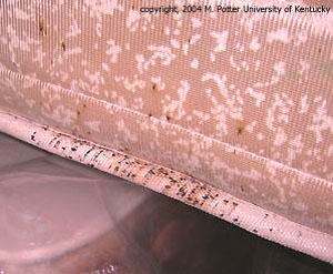bed bugs calgary