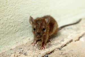 mouse inside a home in calgary