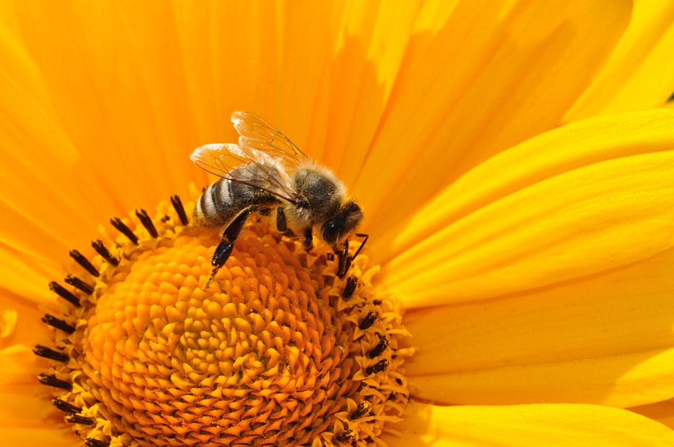 Bees can be a nuisance 