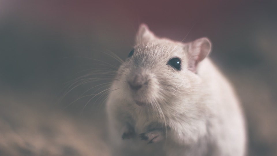 pest control company in Calgary