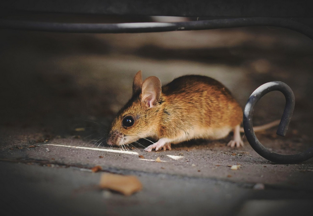 home and residential pest control services Calgary