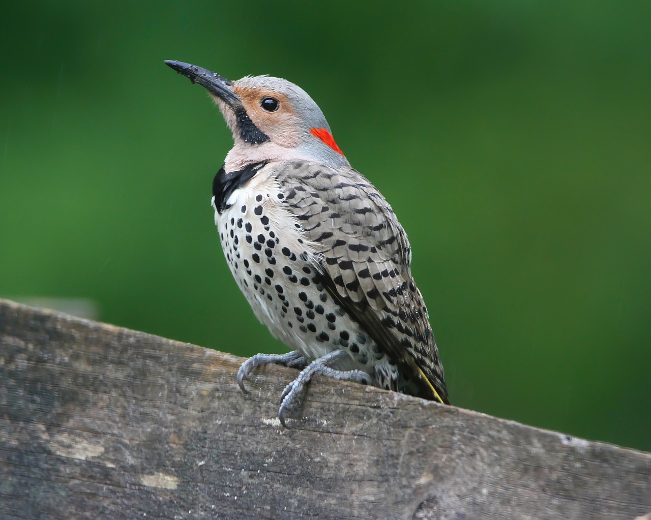 Northern Flicker bird