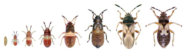 Chinch bugs growth chart