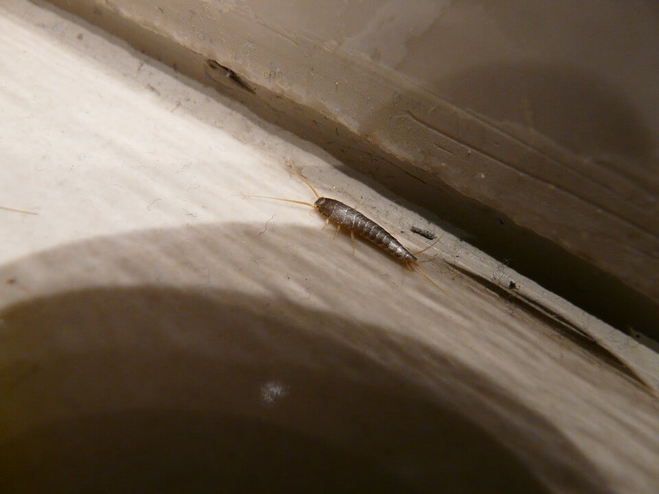 How To Get Rid of Silverfish
